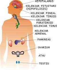 Fungsi Kelenjar Endokrin