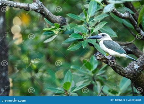 The Great-billed Kingfisher Pelargopsis Melanorhyncha Perches on a ...