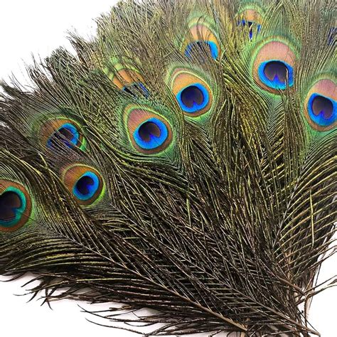 Extraordinary Collection of Over 999 Peacock Images in Full 4K Resolution