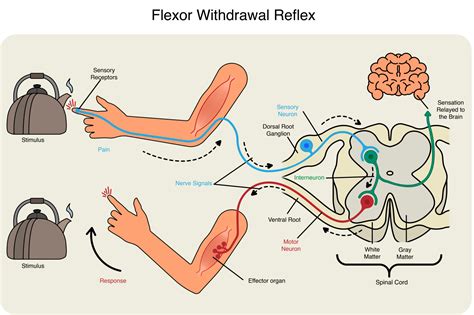 13.5 Ventral Horn Output and Reflexes – Anatomy & Physiology