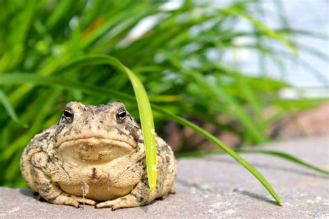 Katak dalam Manusia