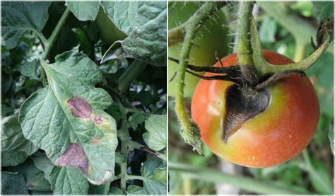 Tomato Blight: How to Spot, Treat & Prevent 3 Types of Blight