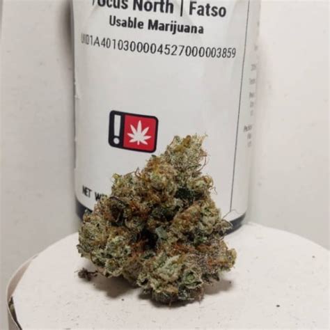 Fatso Strain | Fatso Seeds From