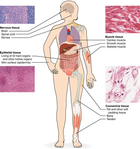 Human Tissue Types