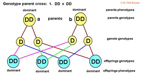 Genetics how to interpret genetic diagrams to explain inheritance of ...