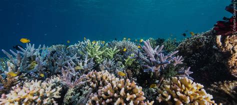 Coral Guardian | Protecting coral reefs globally | Coral reef conservation