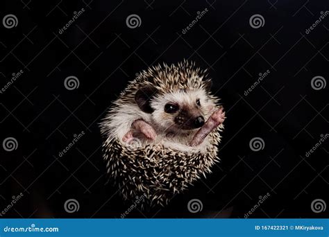 Cute African Pygmy Hedgehog Lying on Its Back. Funny Hedgehog on Black ...