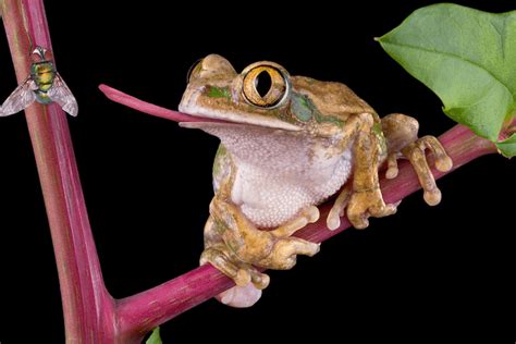 What Do Frogs Eat? Feeding Chart, Food List & Diet - More Reptiles