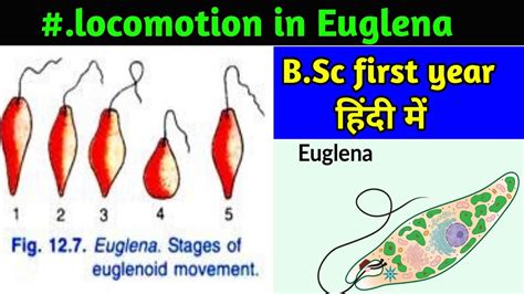 Euglenoid movement in Euglena || Locomotion in Euglena || Flagellar ...