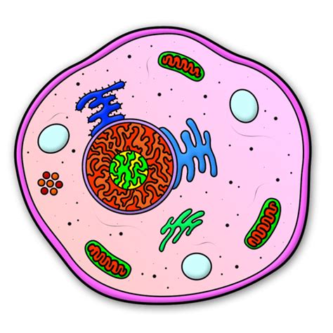 Cartoon Cell Step by Step Drawing Lesson | Simple plant cell, Animal ...