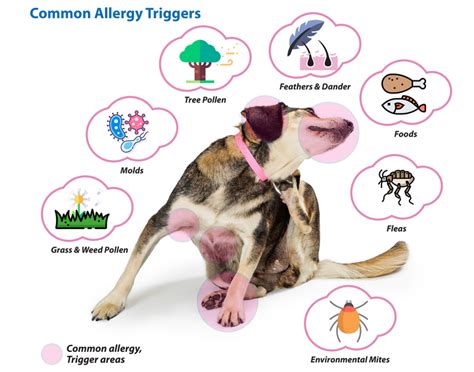 ALLERGIES IN THE DOG AND THE CAT - Chappelle Veterinary Clinic