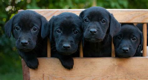 Black Labrador