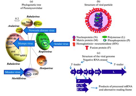 Phylogenetic tree of Paramyxoviridae family, structure of a virus ...