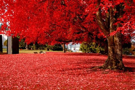 Why Do Leaves Change Color In The Fall? | Inexpensive Tree Care