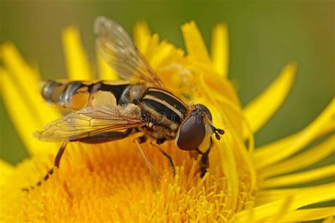 Hoverfly Helophilus Trivittatus Stock Photo - Image of fauna, habitat ...