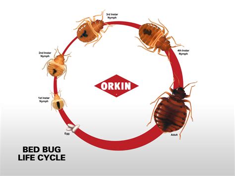 Don't Let the Bed Bugs Bite - 5 Easy Steps To Take In Edmonton