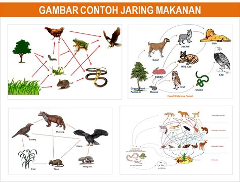 Perbedaan Rantai Makanan Dan Jaring Jaring Makanan Dalam Ekosistem Yang ...