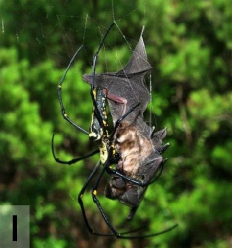 Amazing Photo: A Bat-Eating Spider | Spider, Bat species, Spider eating