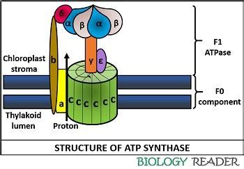 ATP Synthase in Photosynthesis - Definition, Structure & Mechanism ...