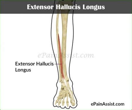 Extensor Hallucis Longus - Physiopedia