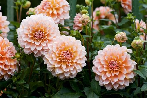 How To Grow Dahlias - Plant Care & Tips | Horticulture.co.uk