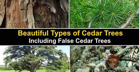 Types of Cedar Trees with Identification Guide (Pictures, and Name)