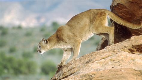 Mountain lion captured in Pleasant Grove, euthanized for safety