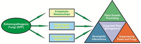 Encyclopedia | Free Full-Text | Entomopathogenic Fungi: Interactions ...