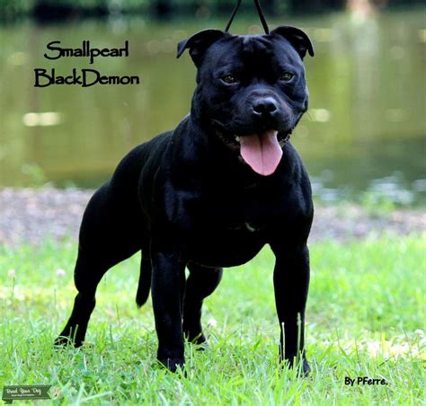 Stud Dog - Black Staffordshire Bull Terrier - Breed Your Dog | English ...