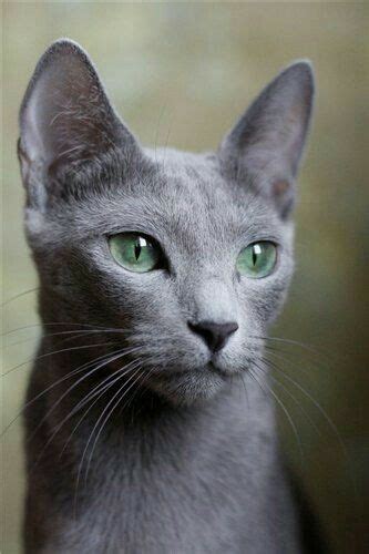 Russian Blue And Bengal Mix | koratmontessoriny