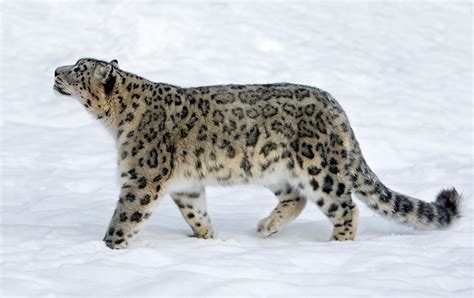 Snow Leopard Facts: Behavior, Diet, Habitat, and More