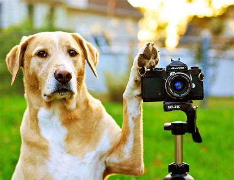 Tips for Photographing and Filming Your Dog