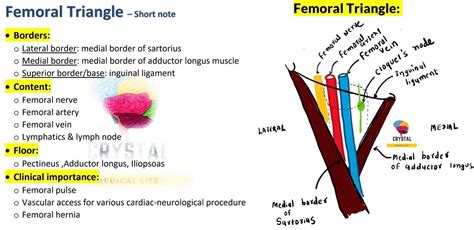 Femoral Triangle - Borders, Content and clinical Importance