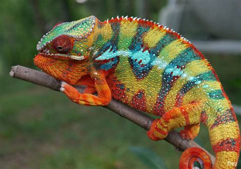 Chameleon’s Color Change | SiOWfa16: Science in Our World: Certainty ...