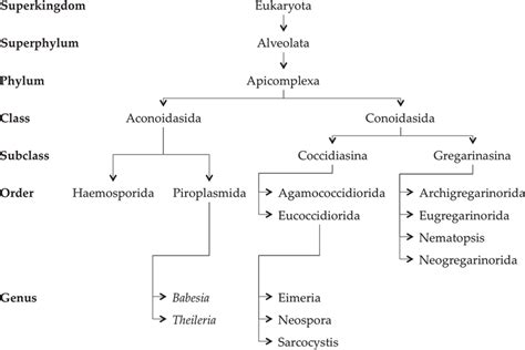 Classification of phylum Apicomplexa. Taxonomic categories are shown in ...