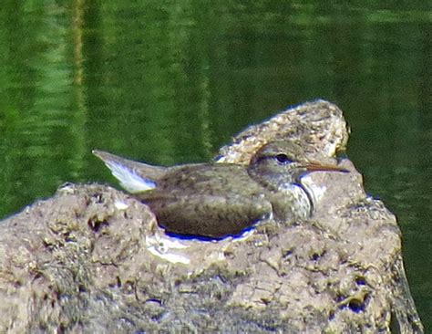 Cascade Ramblings: Nesting Sandpiper