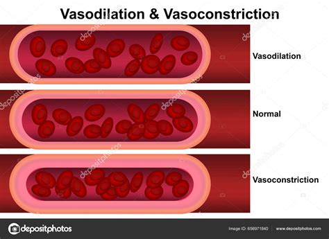 Vasodilation Vasoconstriction Comparison Blood Vessels Rendering Stock ...