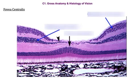 Fovea Centralis Histology