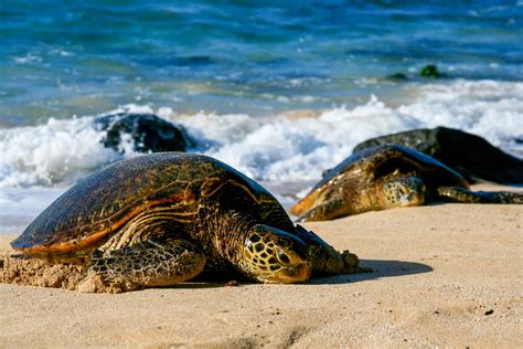 What is the Speed of a Green Sea Turtle? - Unianimal