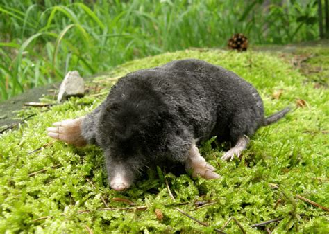 Mole Behavior: How They Live Hunt and Communicate Underground ...