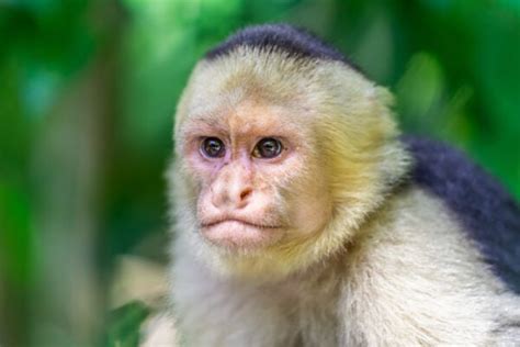 Panamanian White-Faced Capuchin: Nature's Clever Primates