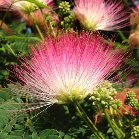 Buy Albizia saman, Rain Tree, Pink Siris seeds online at plantsguru.com