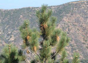 Coulter Pine: World’s Heaviest Pine Cone with Unique Features