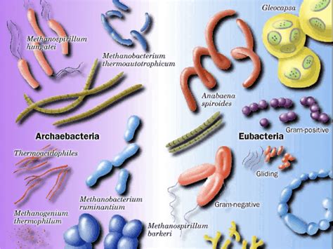 archaebacteria-eubacteria-56224837 (1502×1127) | Eubacteria, Biology ...