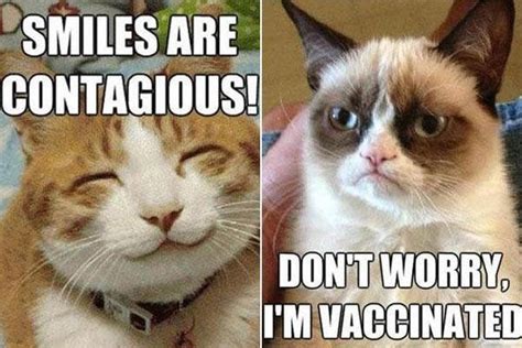 9 Best Grumpy Cat Memes