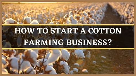 COTTON FARMING BUSINESS: HOW TO START A COTTON FARM | COTTON ...