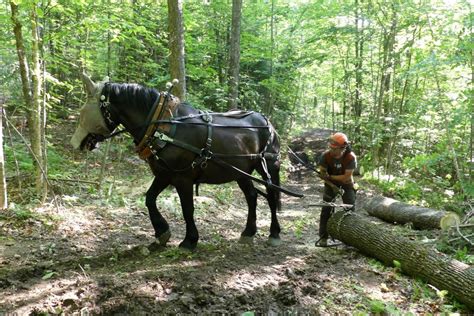 Focus on horsepower: Third Branch Horse Logging goes old school ...