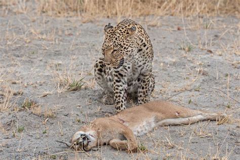 Incredible photos show a leopard making a meal of a smaller cat ...