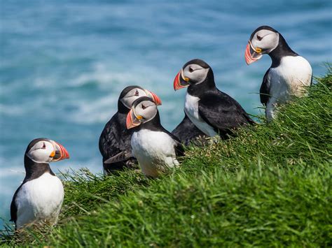 Whales and puffins from Reykjavík | OutdoorTrip