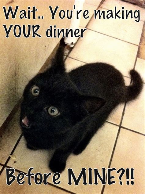 Funny Black Cat Memes - Quinn-has-Ortiz